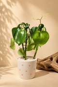 Dazzled Peperomia