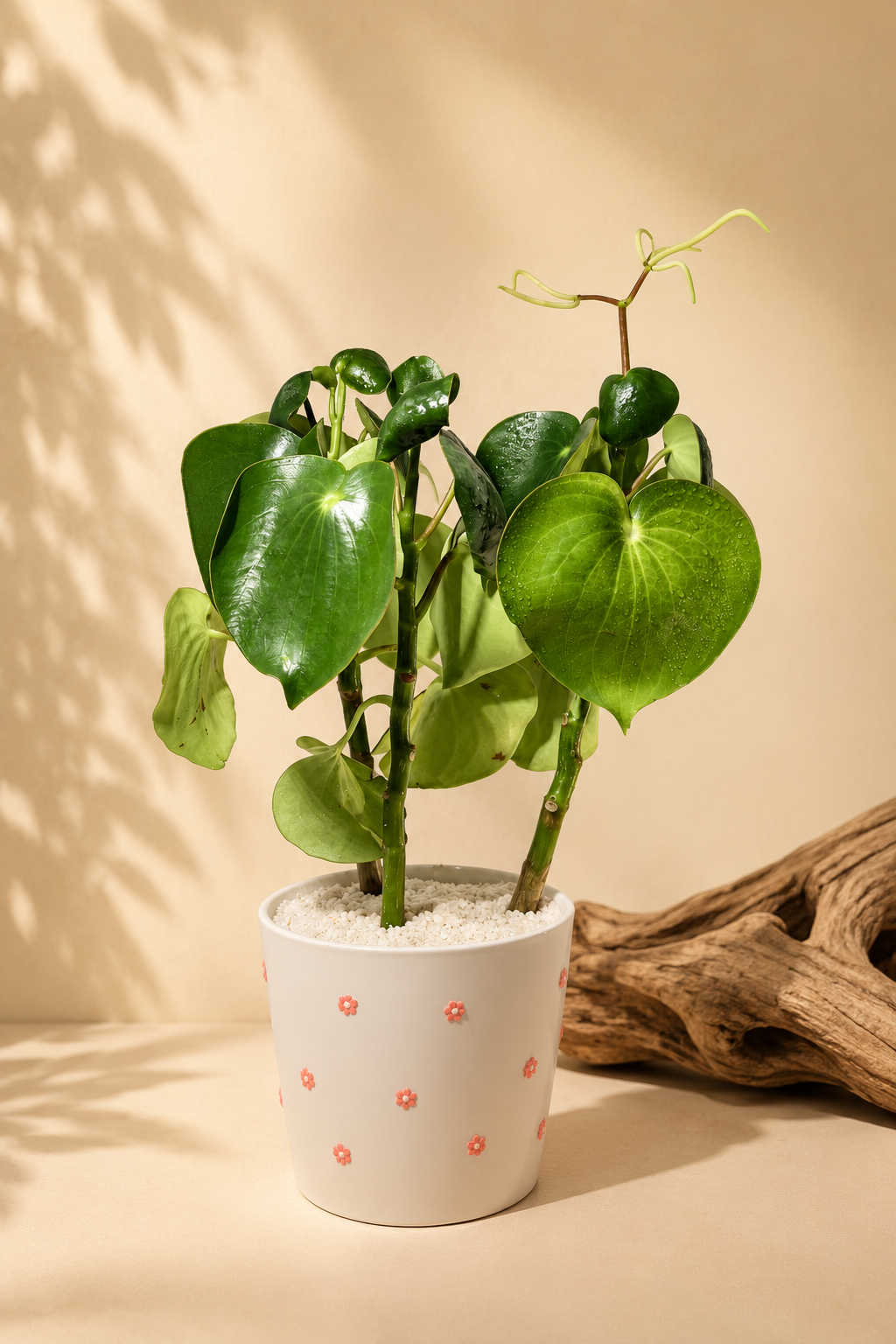 Dazzled Peperomia