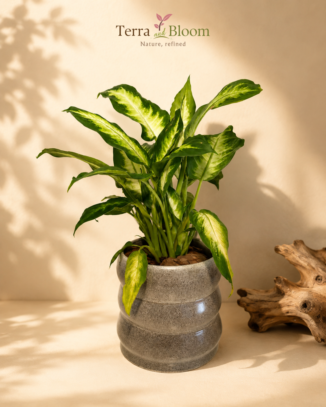 Dieffenbachia Premium Grey Ceramic Pot