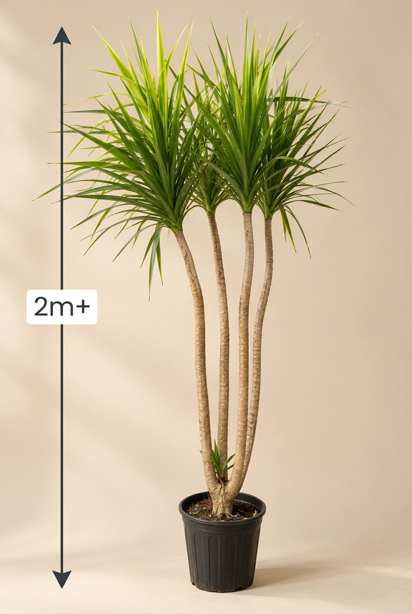 Madagascar Dragon Tree
(Dracaena marginata)