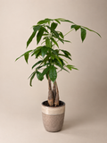 Money Tree – Pachira aquatica