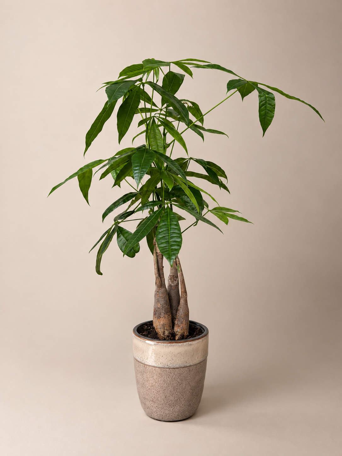 Money Tree – Pachira aquatica