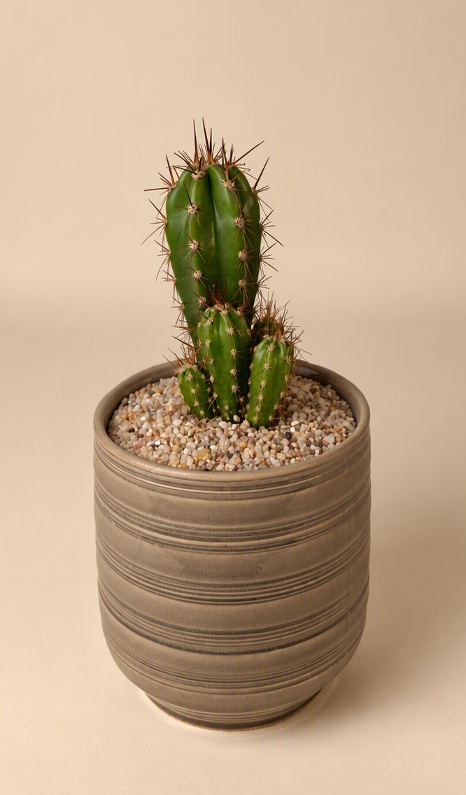 Ceramic Moonstone Cactus Pot