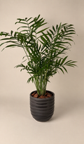 Chamaedorea Palm