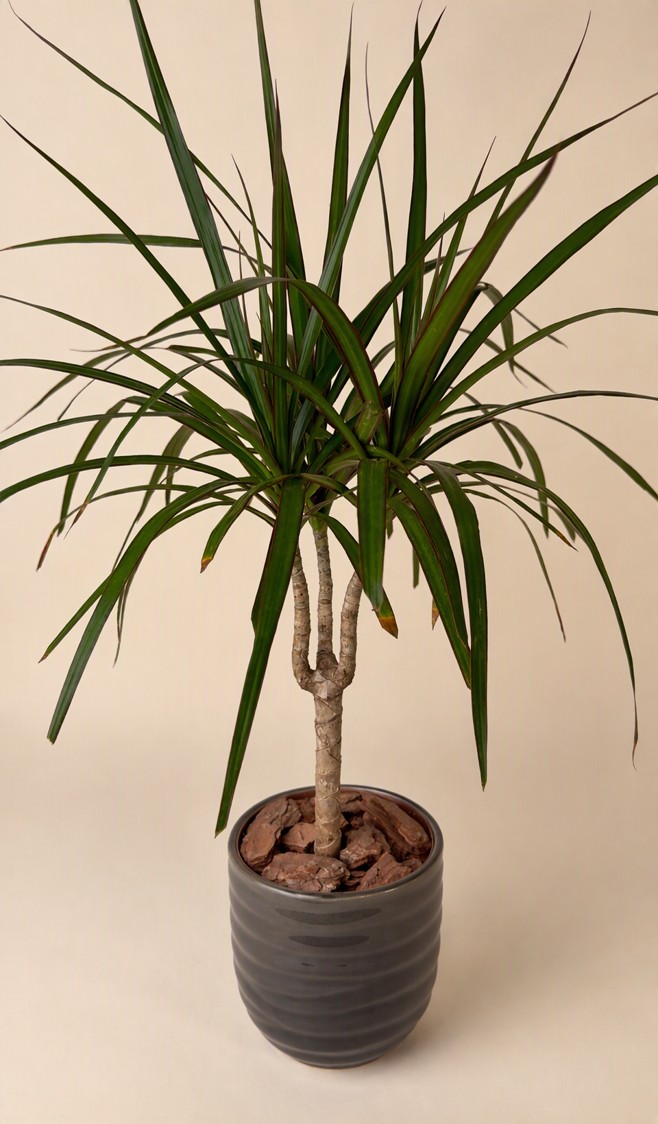 Small Dracaena Marginata (Grey Pot)