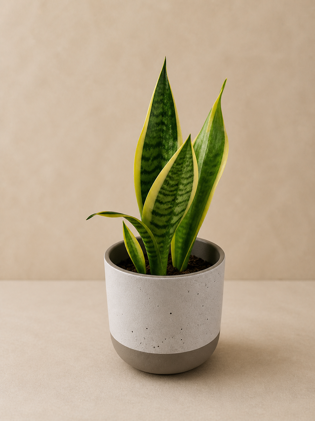 Sansevieria (Snake Plant) with small ceramic pot