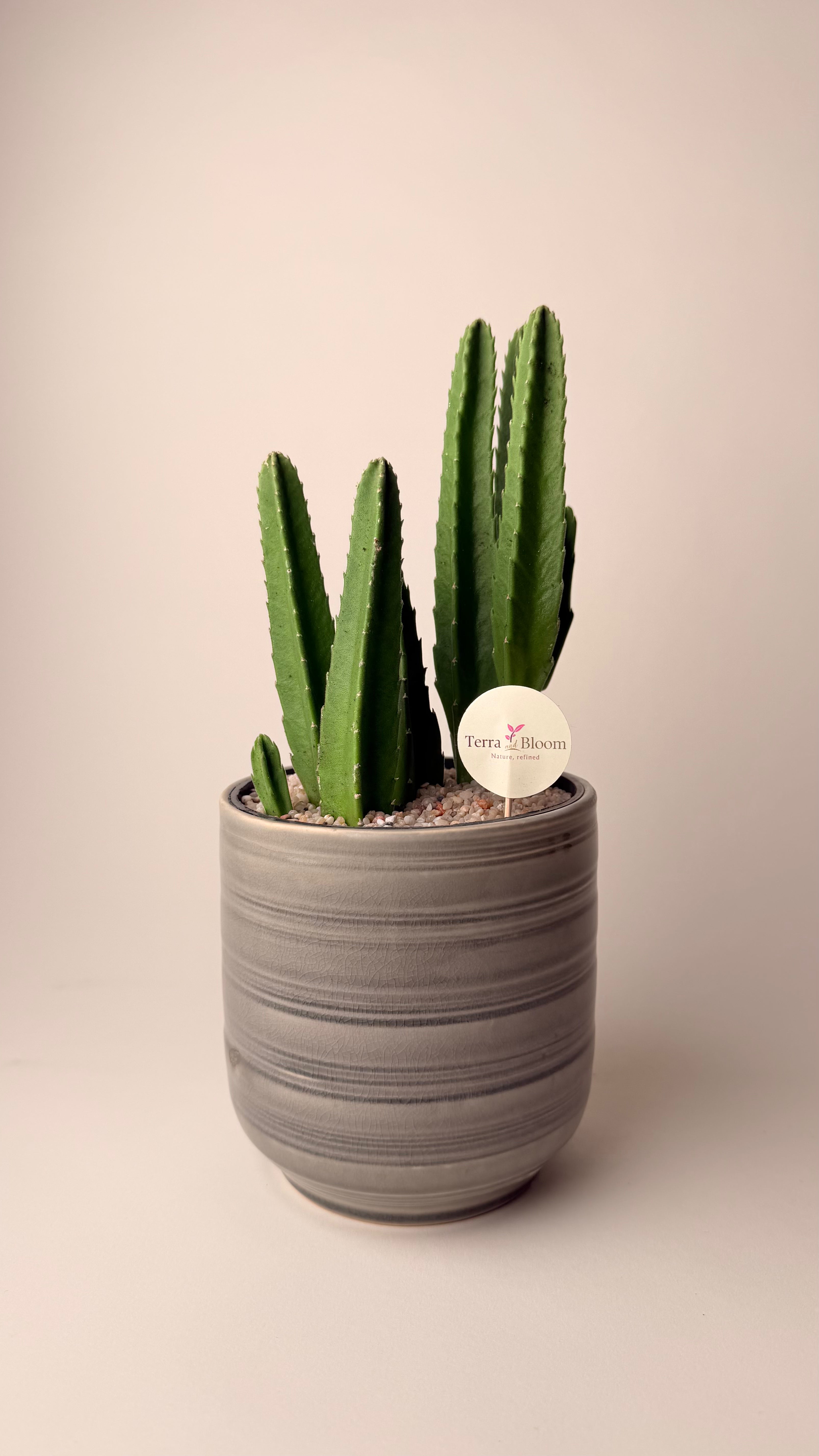 Desert Towers - Premium Grey Pot