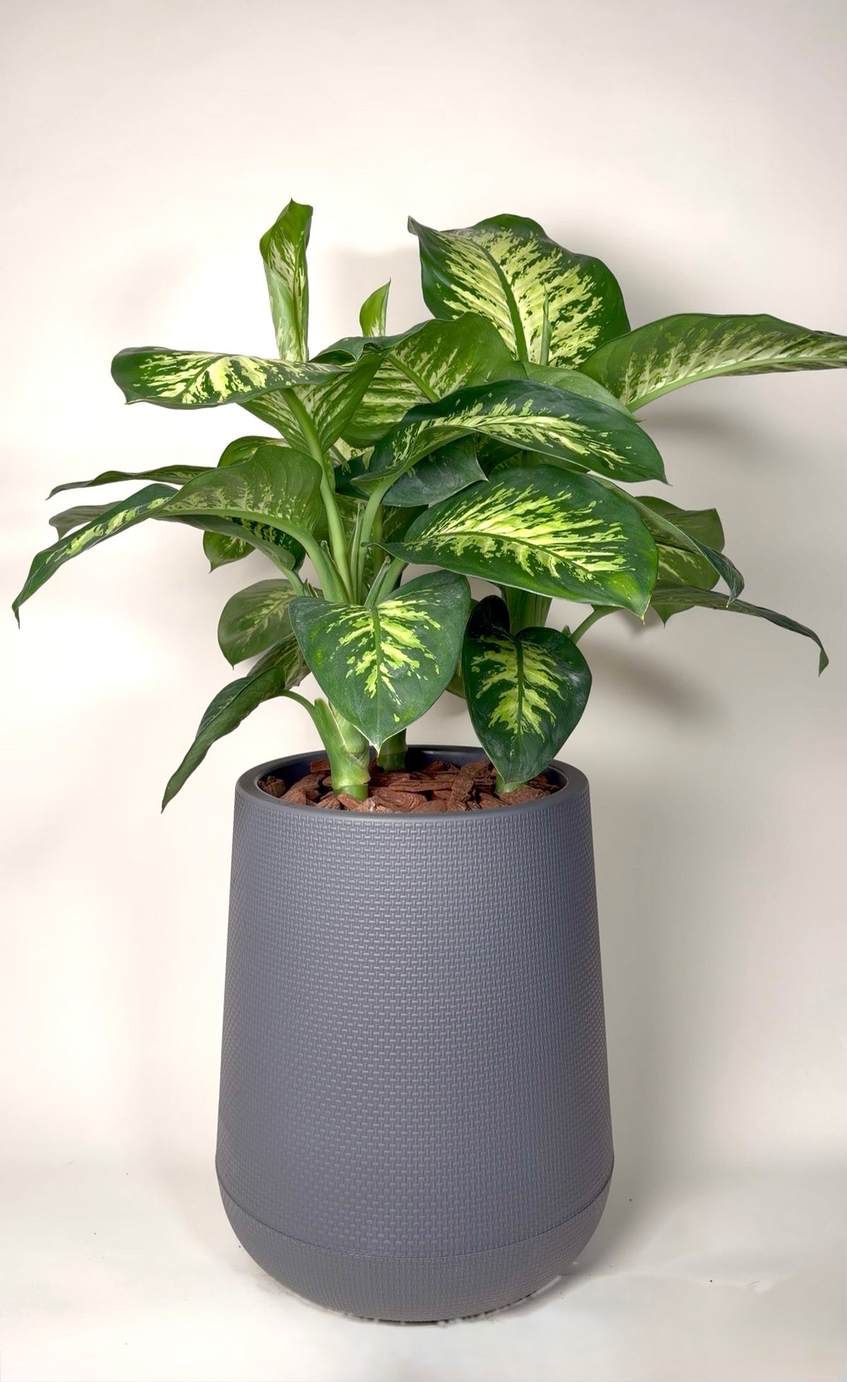 Large Dieffenbachia Premium Grey Pot