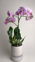 Orchid Elegance