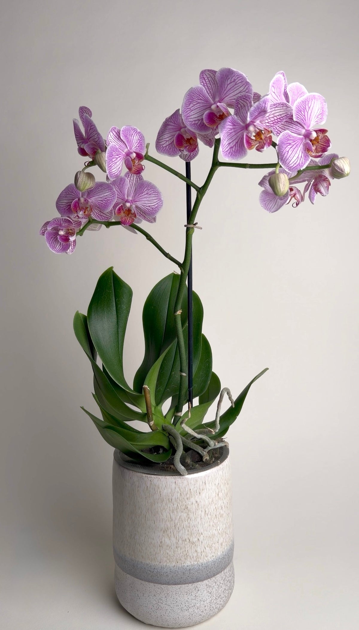 Orchid Elegance