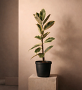 Ficus Elastica ‘Tineke’ (Indoor) without pot
