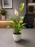 Peace lily Desk plant