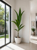 Coconut Palm