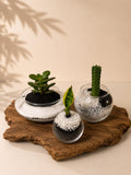 Terra Mini Trio
