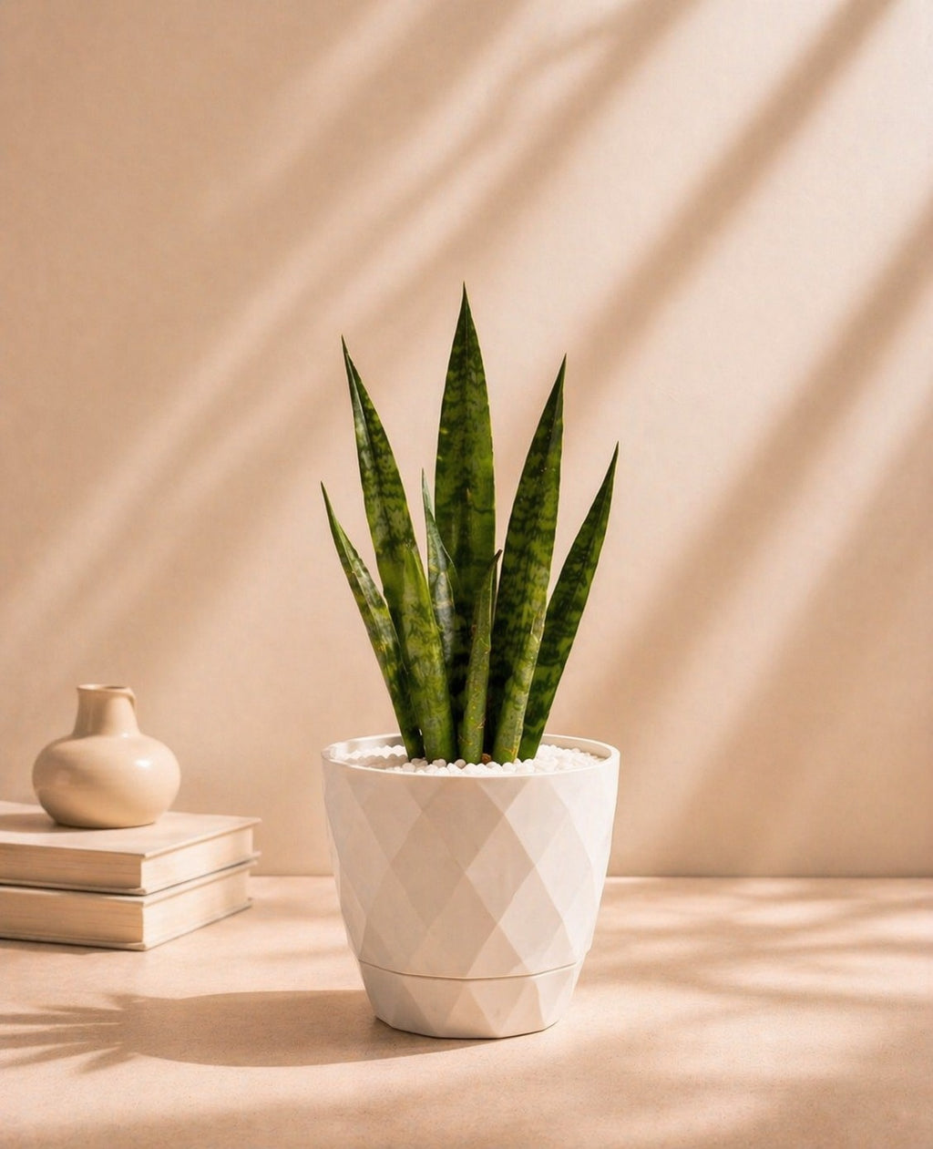 Small Sansevieria (Snake Plant) with pot