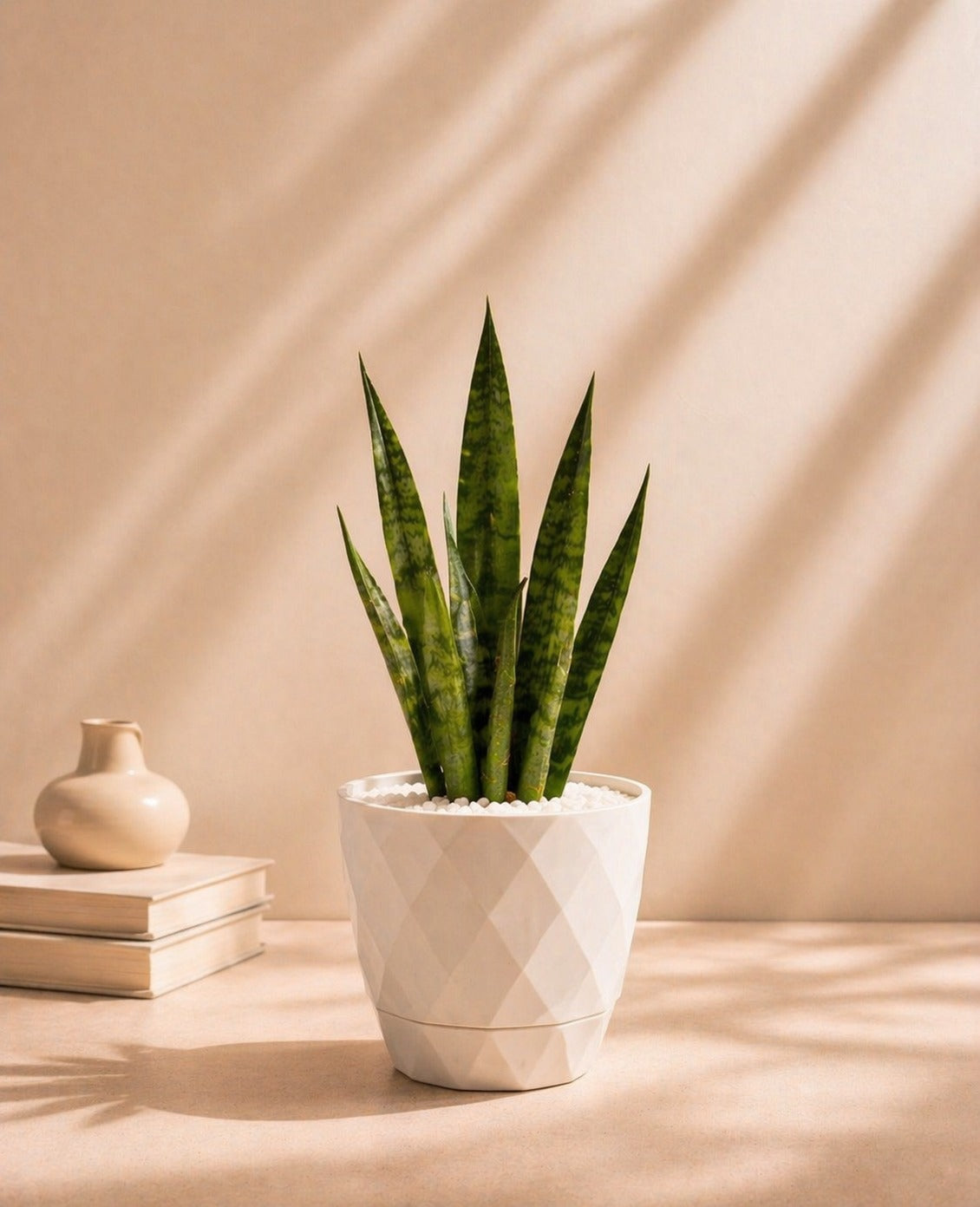 Small Sansevieria (Snake Plant) with pot