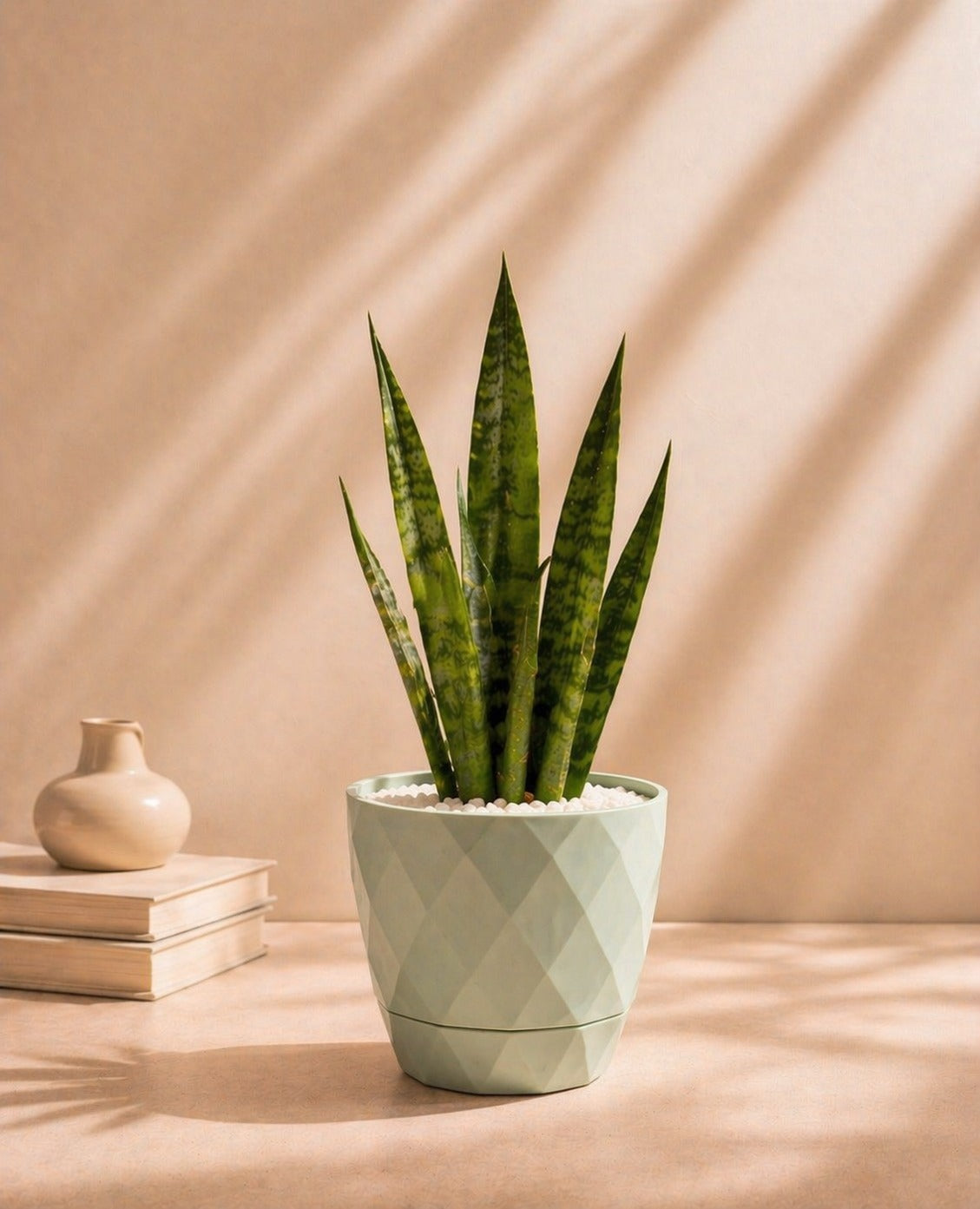 Small Sansevieria (Snake Plant) with pot