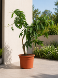Mango Tree