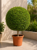 Conocarpus Ball
